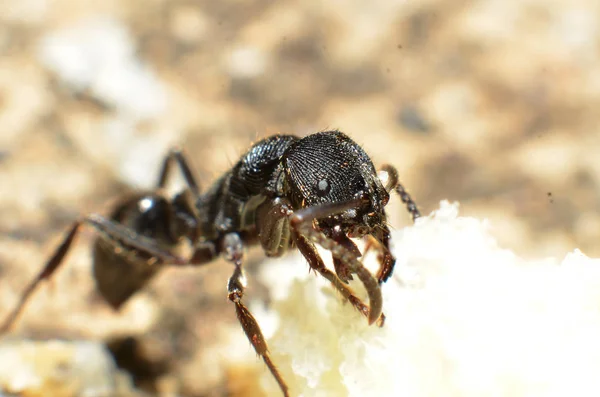 Černé mravence se dvěma anténami na hlavě a dvěma drápy v — Stock fotografie