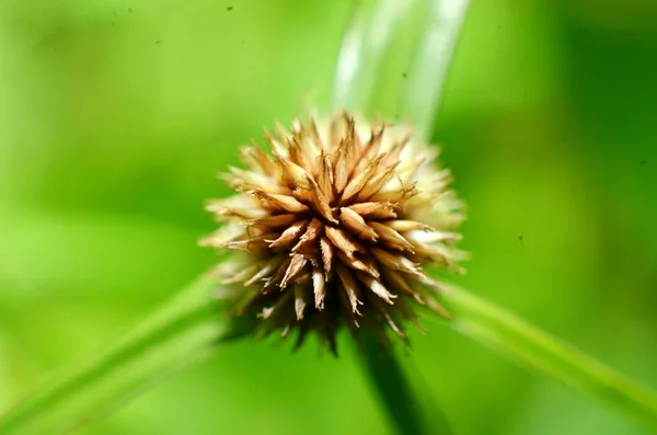 花草花种子像巧克力彩色水果 — 图库照片