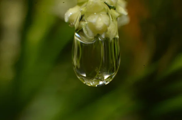 El resto de las gotas de lluvia que se pegan y cuelgan de las flores y —  Fotos de Stock