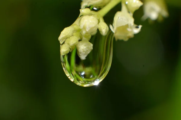 Zbytek dešťů, který se tyčí a visí na květech a — Stock fotografie