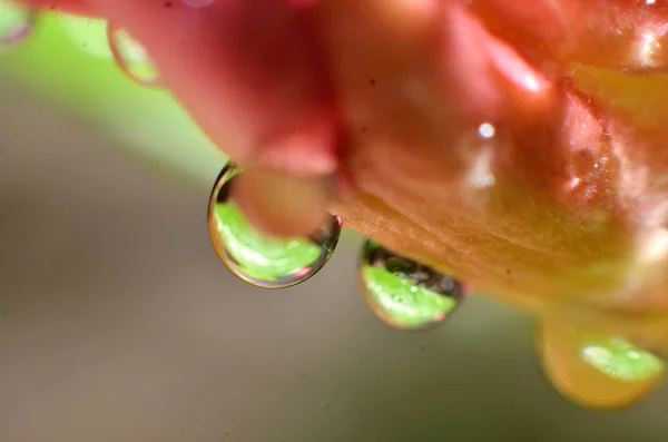 El resto de las gotas de lluvia que se pegan y cuelgan de las flores y —  Fotos de Stock