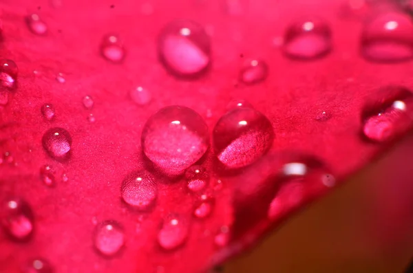 O resto das gotas de chuva que ficar e pendurar nas flores e — Fotografia de Stock