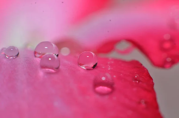 Der Rest der Regentropfen, die an den Blumen kleben und hängen und — Stockfoto