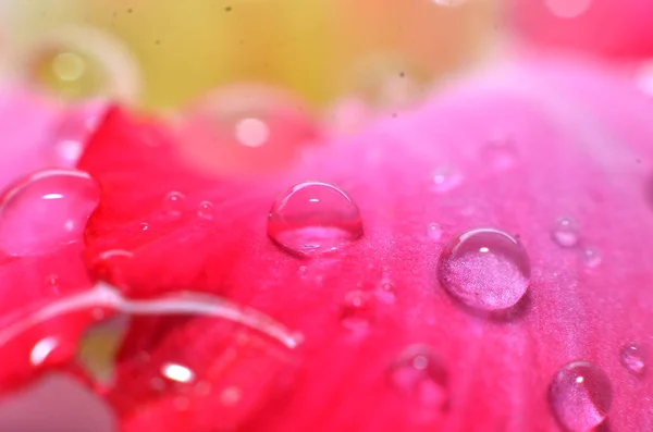 De rest van de regendruppels die vasthouden en hangen aan de bloemen en — Stockfoto