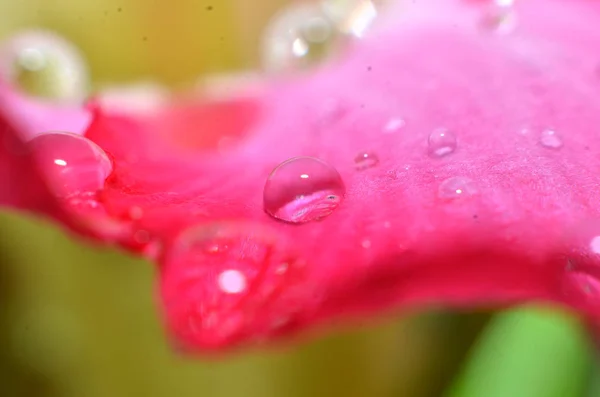 Geri kalan yağmur damlaları çiçeklere yapışıp asılı duruyor ve. — Stok fotoğraf