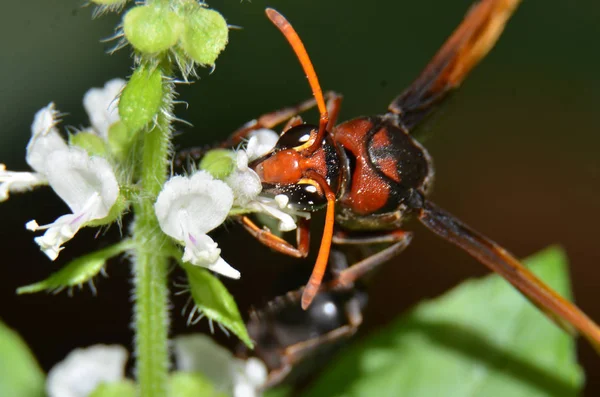 スズメバチ、刺すことができる昆虫、茶色の頭、黒い体とb — ストック写真