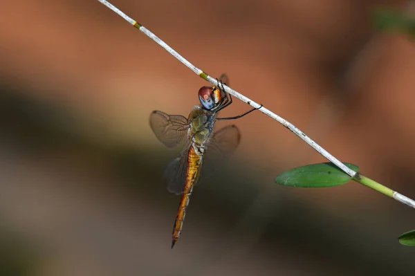 Libellen mit transparenten, weit geflügelten runden Augen — Stockfoto