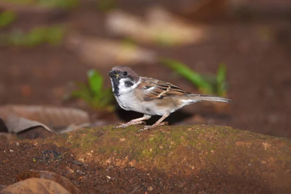 Brown haired sparrow on the back and wings, white on the chest — Stock Photo, Image