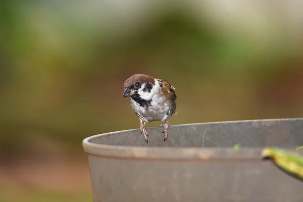 Pardal de cabelos castanhos nas costas e asas, branco no peito — Fotografia de Stock