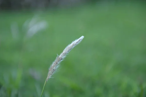 white cogongrass rises up on an expanse of green grass