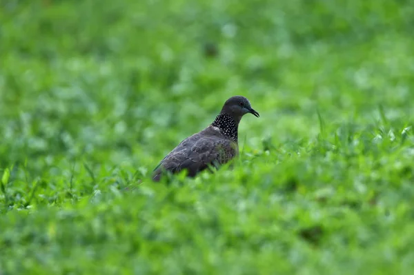 背中と翼に白髪のカメの鳥,小さなブラで — ストック写真