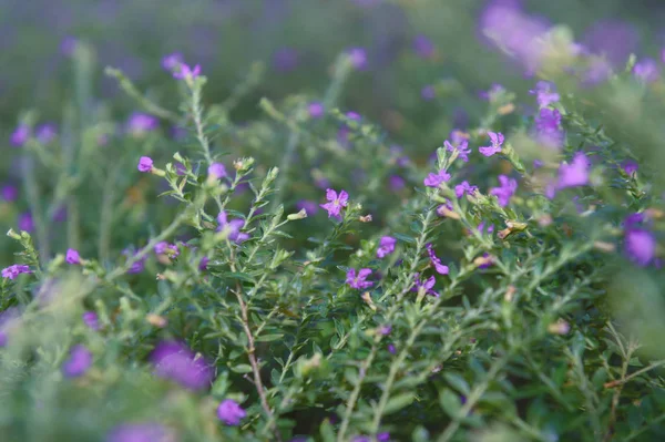 Bellissimi fiori con fori blu violacei e pistilli di fiori — Foto Stock