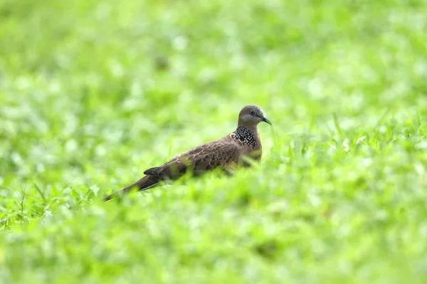 Uccello tartaruga dai capelli grigi sul retro e le ali, con un po 'di bla — Foto Stock