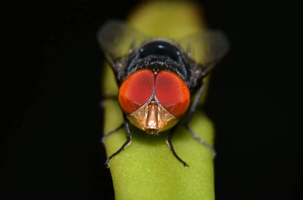 Flies are insect animals, the shape of a round eye is textured l