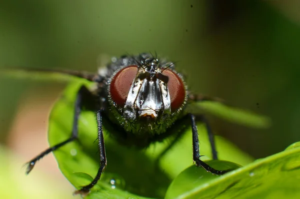 Mouchy jsou hmyzí živočichové, tvar kulatého oka je texturové — Stock fotografie
