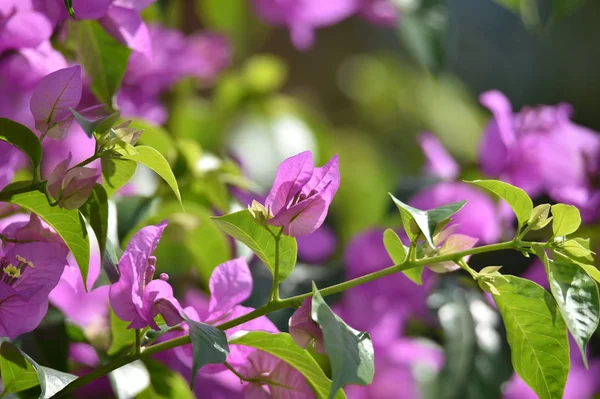 Kwiaty bougenville. zazwyczaj biały lub fioletowy, kwitnie i kwitnie — Zdjęcie stockowe