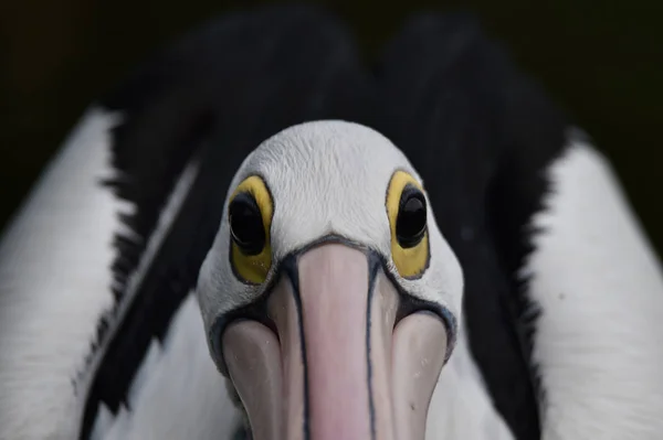 Pelicans, are water birds that have bags under their beaks, blac