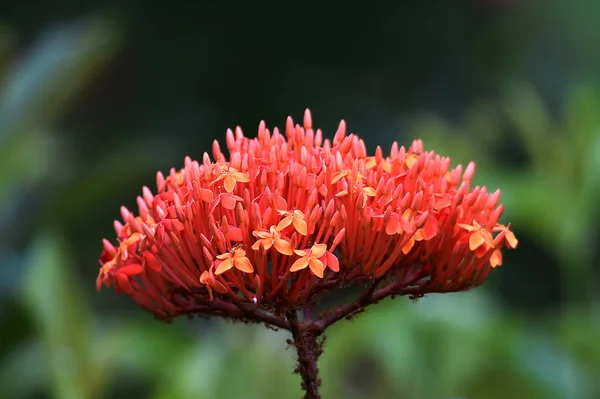 Die Blume ist orange, halbrund wie eine Kuppel — Stockfoto