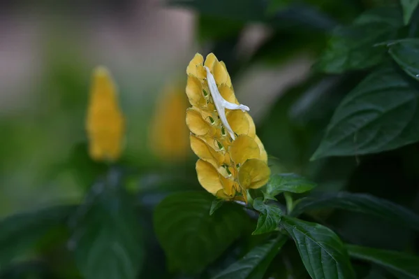 Velas de flores o Pachystachys lutea son de color amarillo —  Fotos de Stock