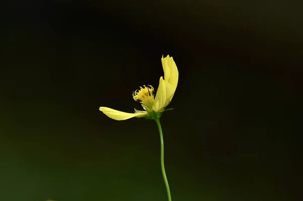 黄色の光線の花は、花のコスモスとも呼ばれ、太陽に属しています — ストック写真