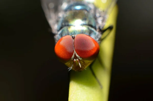Мухи тварини-комахи, форма круглого ока текстурована l Стокове Зображення