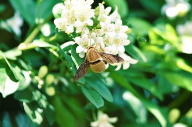 Şeffaf ve kabarık kahverengi kanatlar tüm vücut perche üzerinde wasp