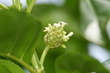 Yeni noni meyve sapları yukarı bakacak şekilde büyüyecek
