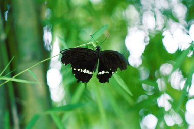 gerilmiş siyah kanatlı siyah kelebekler