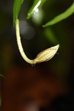 güzel beyaz akan asmak yağmur damlaları