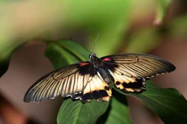 kanat açıklığı ile renkli kelebekler