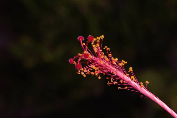 Yuvarlak kafaları ile pembe kırmızı sapları ile büyümek çiçek pistils — Stok fotoğraf