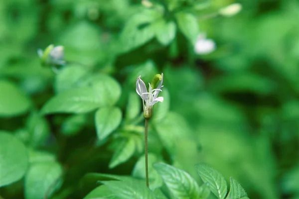 背景に対して朝庭に白い花が咲く — ストック写真