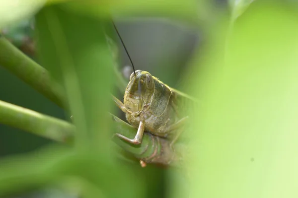 나무에 사는 이 동물 곤충을 회색 갈색 으로 — 스톡 사진