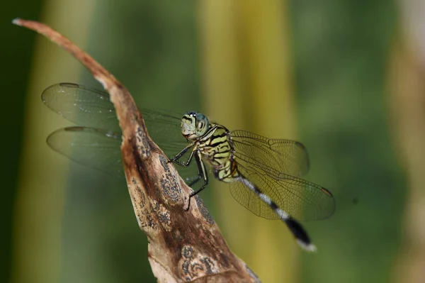 Toto hmyzí zvíře se nazývá Dragonfly zelený v černém — Stock fotografie