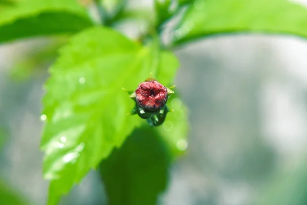Κόκκινα μπουμπούκια τριαντάφυλλο ανθίζουν στον πρωινό κήπο κατά — Φωτογραφία Αρχείου