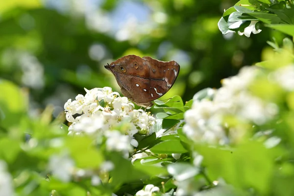 Barna pillangók süllő a fehér virágok és a friss zöld szabadság — Stock Fotó