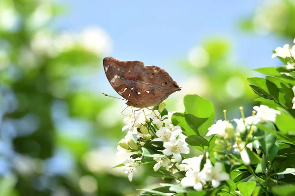 Barna pillangók süllő a fehér virágok és a friss zöld szabadság — Stock Fotó