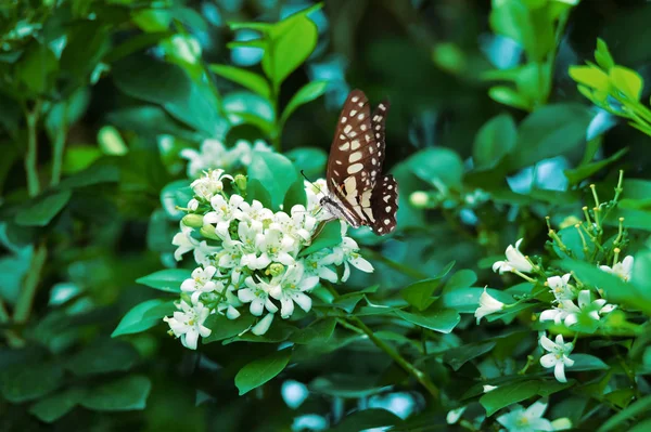 Fehér fekete kék pillangók sügér fehér virágok és a friss gr — Stock Fotó