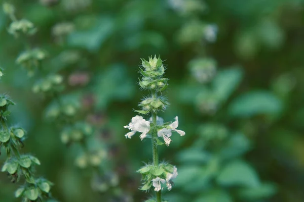 Flores de árvores de manjericão branco com botões verdes — Fotografia de Stock