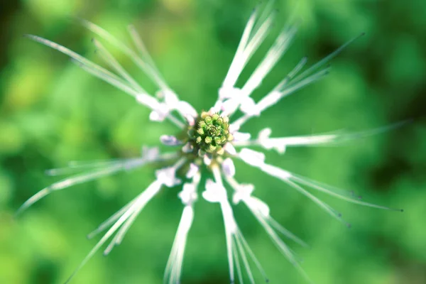 白猫口ひげの木からの花 — ストック写真