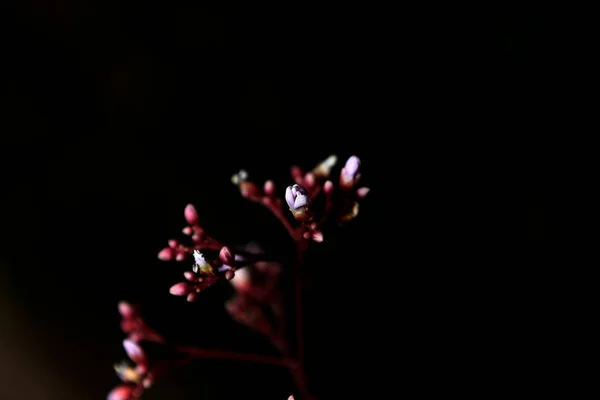 flower buds of reddish purple and white starfruit leaves