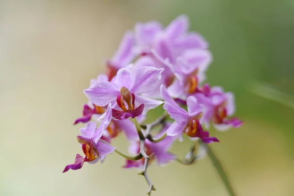 Fioletowy kwiat orchidei z tłami z czerwonego i żółtego — Zdjęcie stockowe