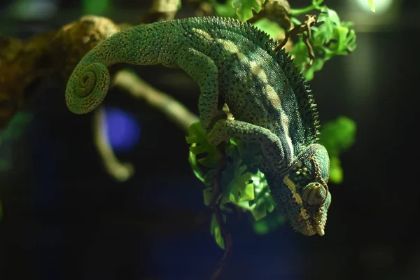 Groene kameleons die lijkt op Bladeren om hen heen — Stockfoto