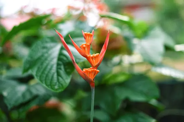 Orangenblüten blühen in Blumengärten mit grünen Blättern — Stockfoto