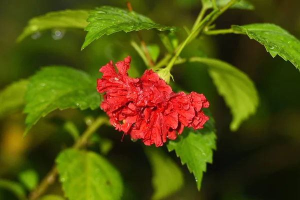 Schöne rote Blumen, die blühen — Stockfoto