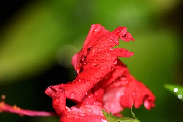 Regentropfen an schönen roten Blumen befestigt — Stockfoto