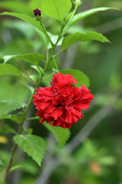 Rote Blumen blühen — Stockfoto