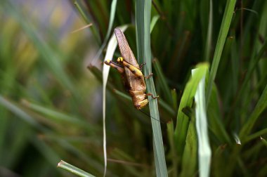Çekirgeler antenleri olan otçul böceklerdir ve 