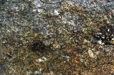 Pepagan da ste en dış tabakası olan kabuğu denir