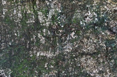 Pepagan da ste en dış tabakası olan kabuğu denir